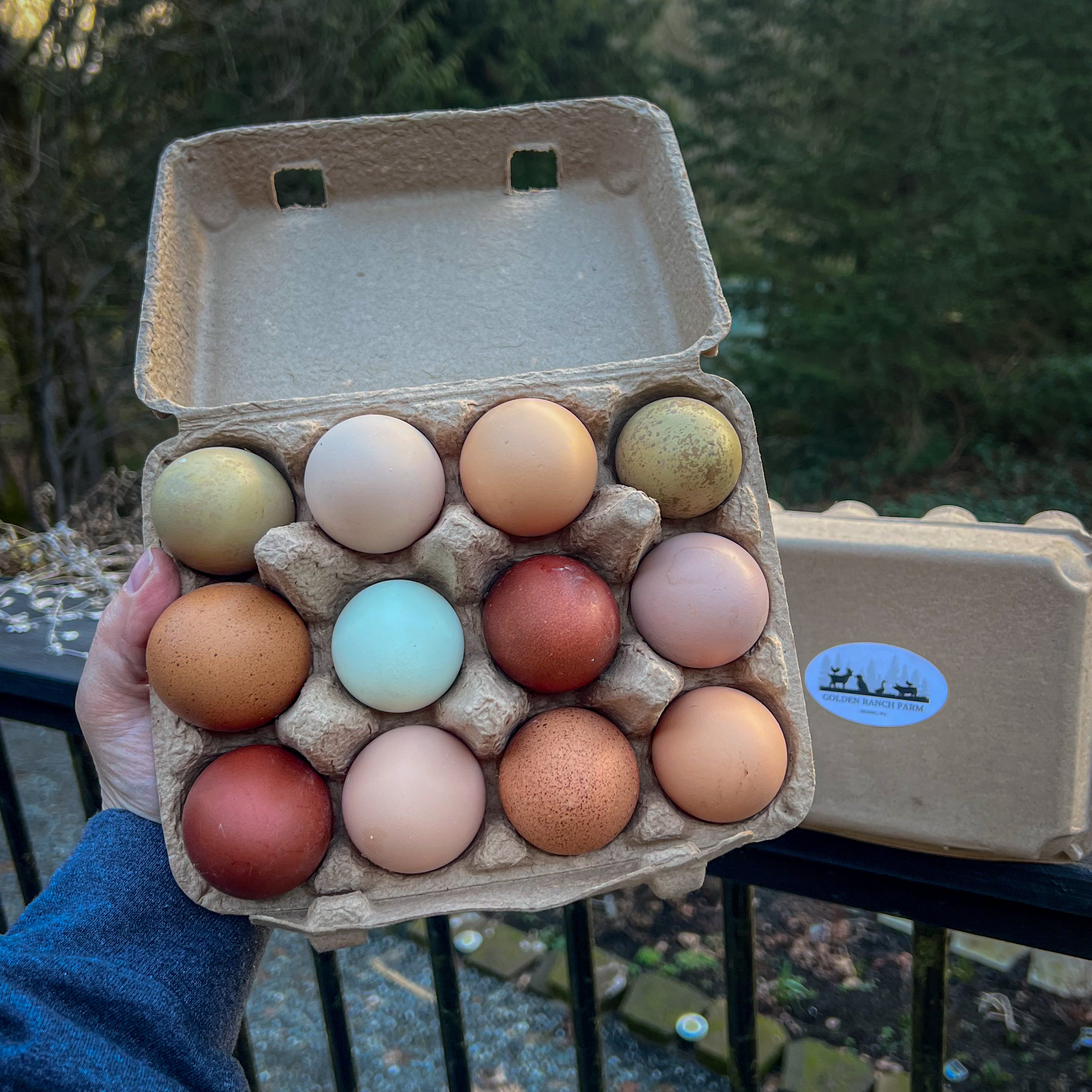 Chicken Eggs